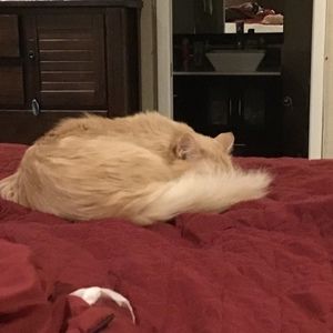 Meet your Posher, Laurie